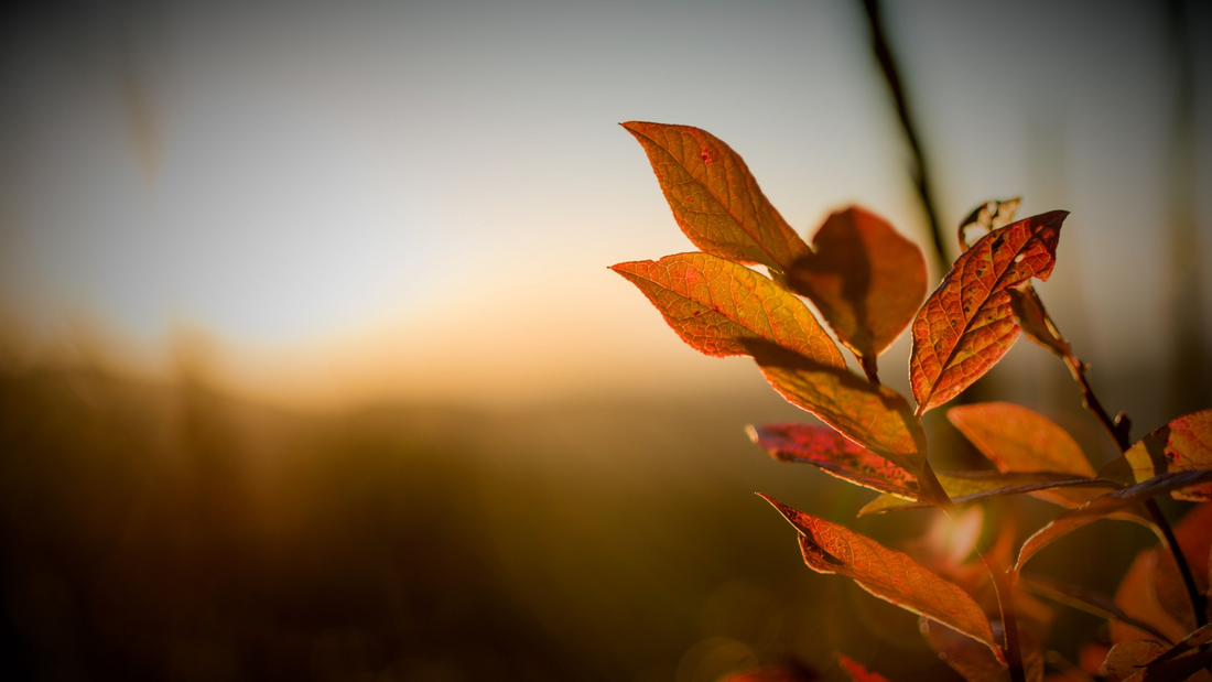 Darker evenings, brighter mornings and how to reset your body clock this autumn